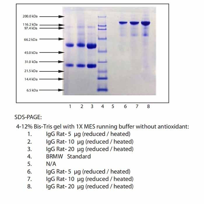 Immunoglobulin G, Rat Serum -    by Aladdin Scientific