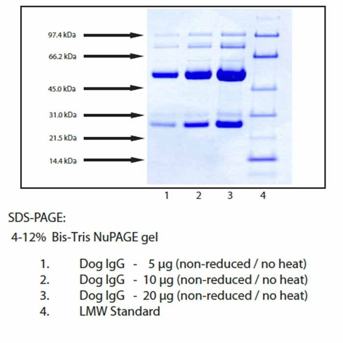 Immunoglobulin G, Dog Plasma -    by Aladdin Scientific
