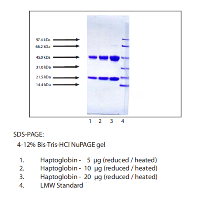 Haptoglobin, Phenotype 2-2 from Human Plasma -   CAS No(9087-69-8) by Aladdin Scientific