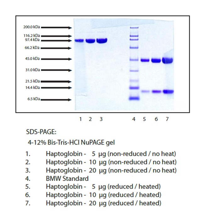 Haptoglobin, Phenotype 1-1 from Human Plasma -   CAS No(9087-69-8) by Aladdin Scientific