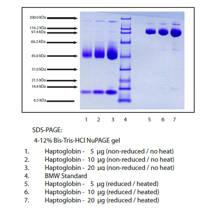 Haptoglobin, Cynomolgus Monkey Plasma -    by Aladdin Scientific