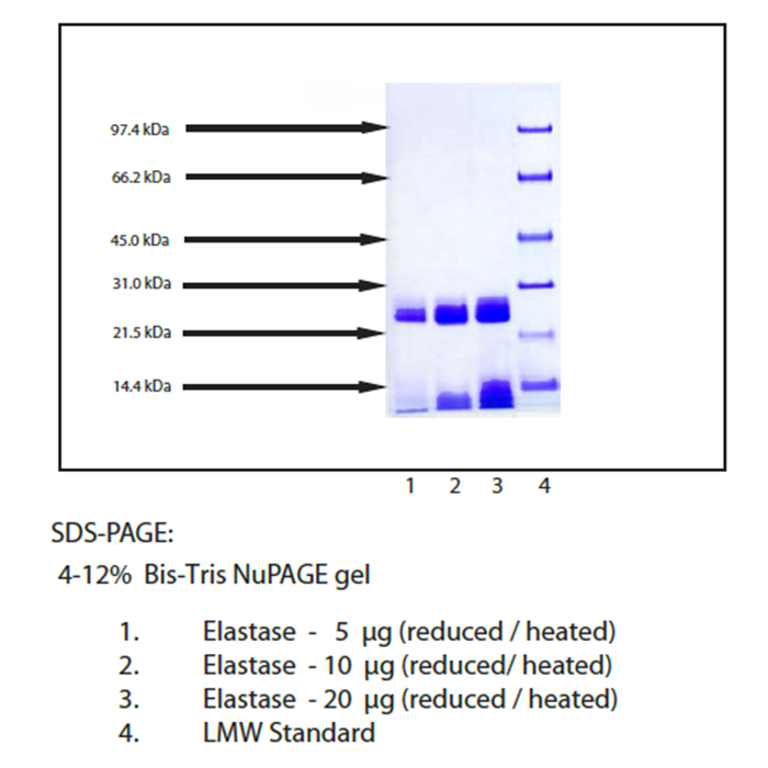Elastase from Human Neutrophil -   CAS No(9004-06-2) by Aladdin Scientific
