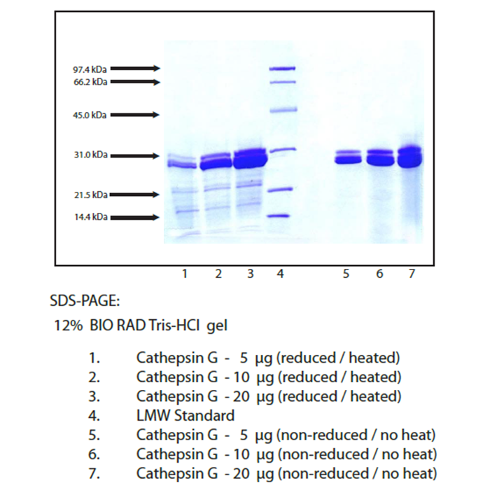 Cathepsin G, Human Neutrophil -   CAS No(107200-92-0) by Aladdin Scientific