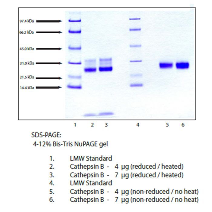 Cathepsin B, Human Liver -   CAS No(9047-22-7) by Aladdin Scientific