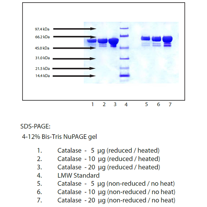 Catalase from Human Erythrocyte -   CAS No(9001-05-2) by Aladdin Scientific