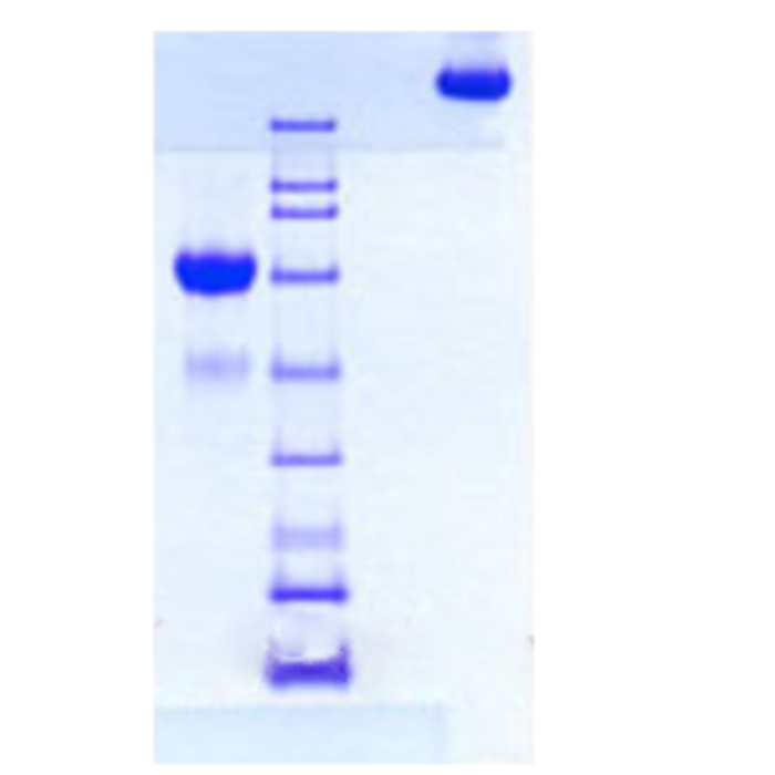C4b-Binding Protein from Human Plasma -    by Aladdin Scientific