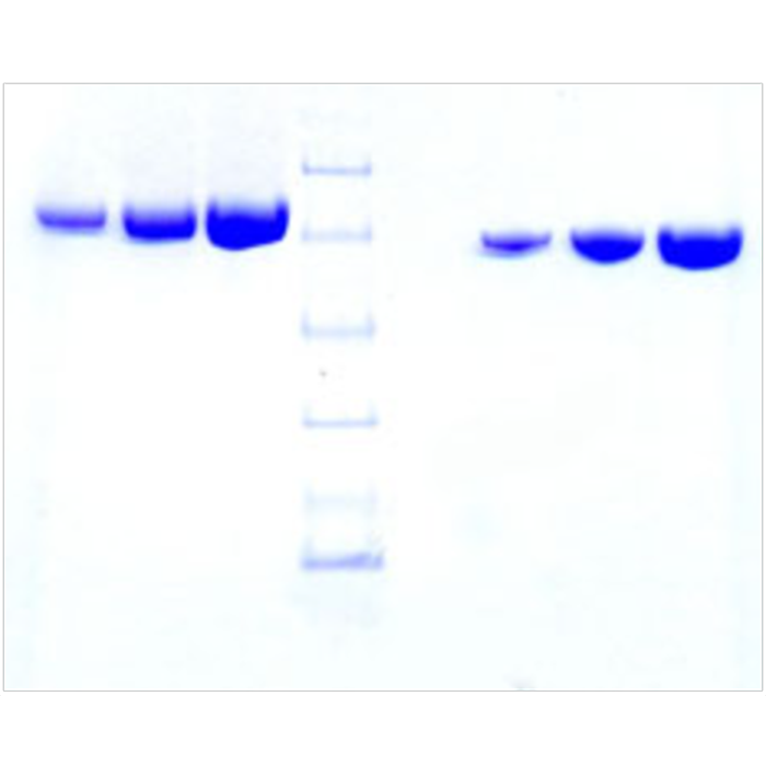 Transferrin (APO) from Mouse Plasma -   CAS No(11096-37-0) by Aladdin Scientific