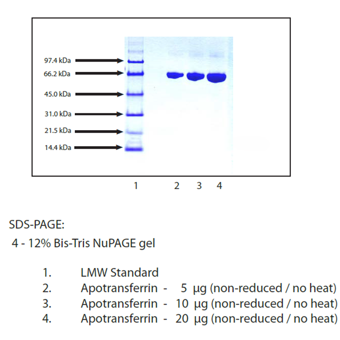 Transferrin (APO) from Human Plasma -   CAS No(11096-37-0) by Aladdin Scientific