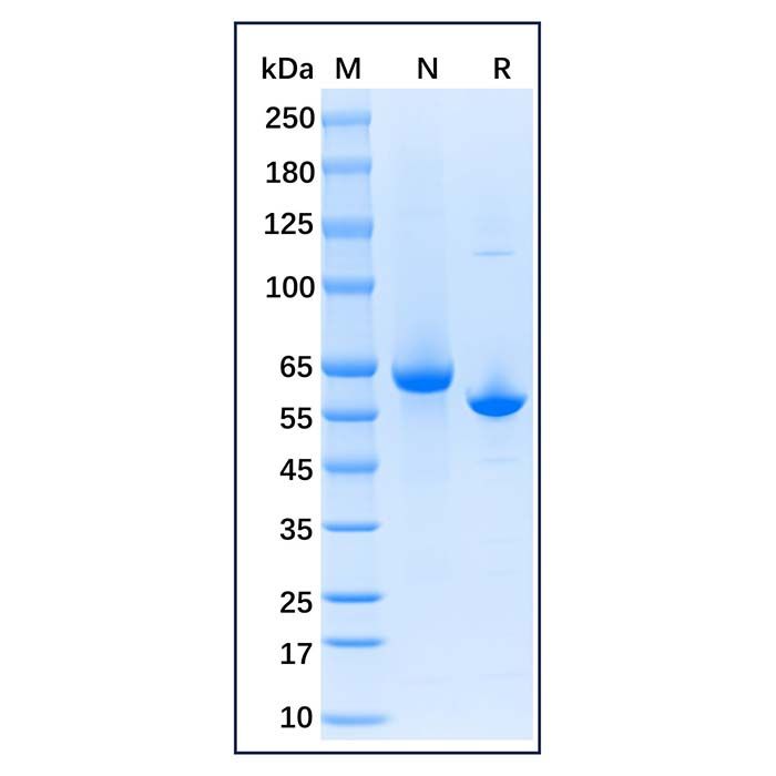 Native Rabbit Serum Albumin Protein -    by Aladdin Scientific