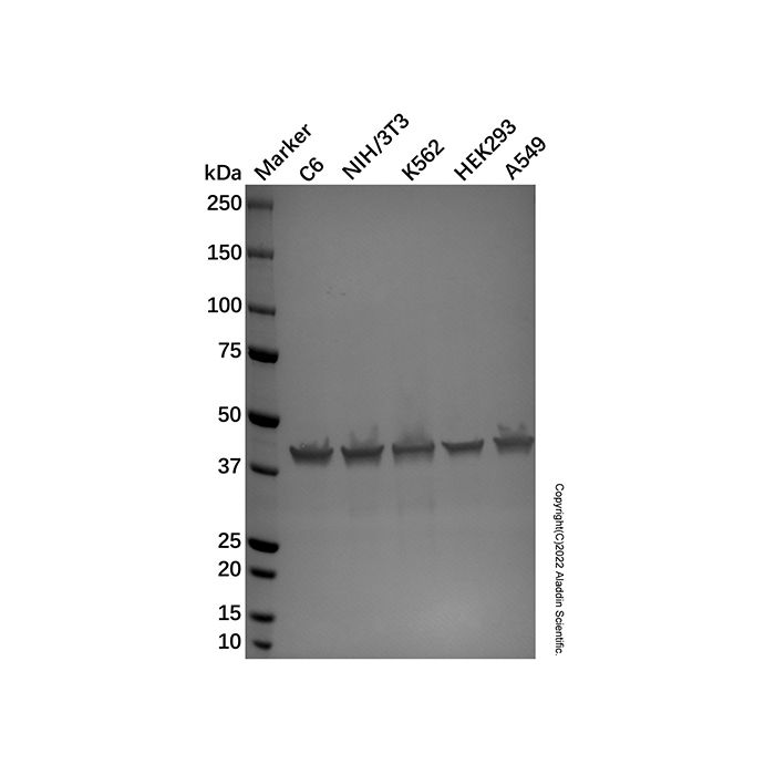 Recombinant Streptavidin Protein (alkaline phosphatase) -    by Aladdin Scientific