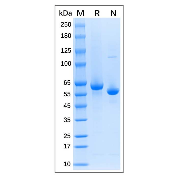 Native Guinea Pig Serum Albumin Protein -    by Aladdin Scientific