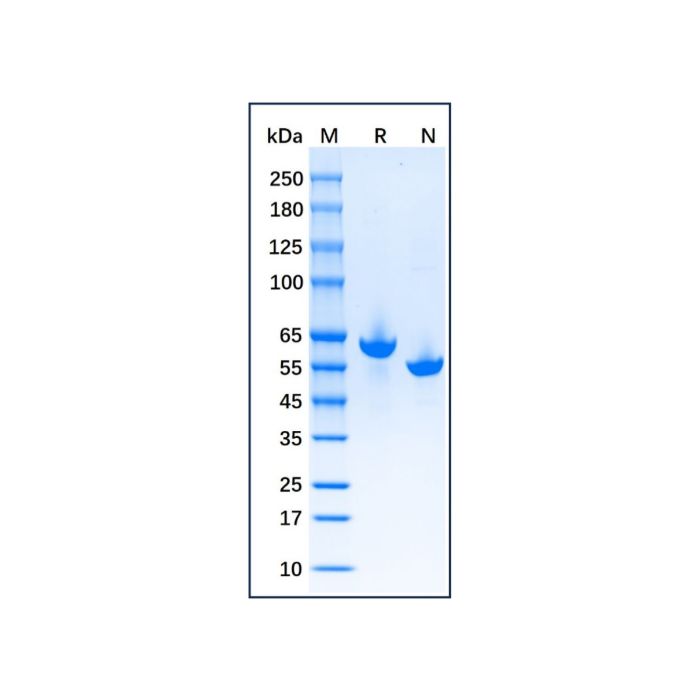 Native Goat Serum Albumin Protein -    by Aladdin Scientific