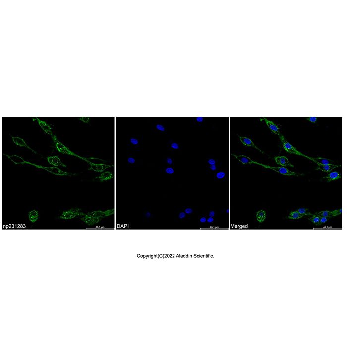 Wheat Germ Agglutinin (WGA), AF488 conjugate -   CAS No(96508-08-6) by Aladdin Scientific
