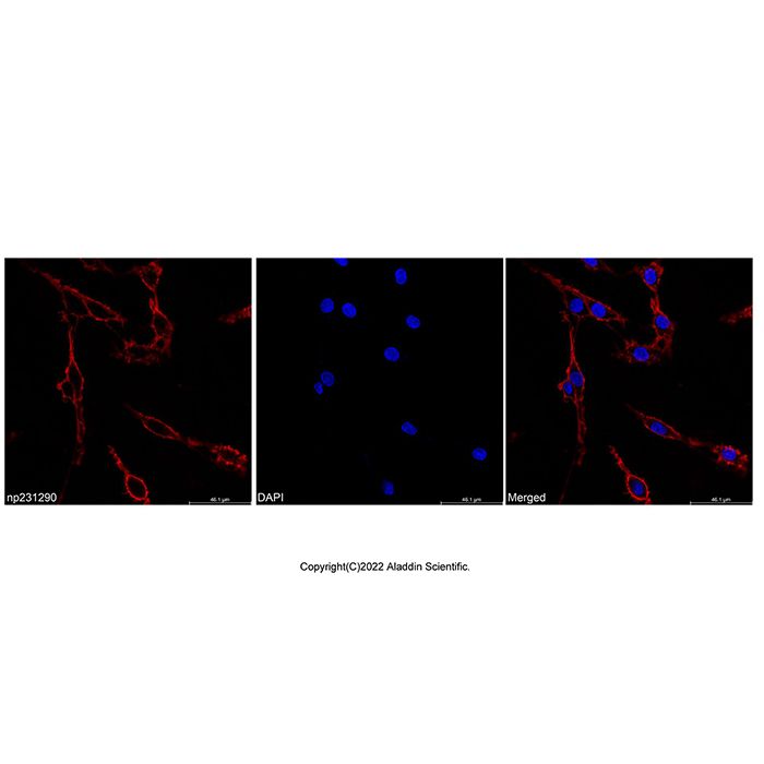 Wheat Germ Agglutinin (WGA), Biotin conjugate -   CAS No(96508-08-6) by Aladdin Scientific