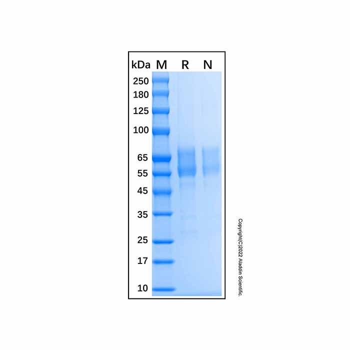Recombinant Human MUC-1 Protein -    by Aladdin Scientific