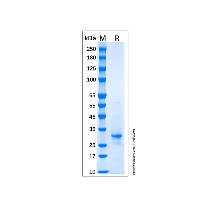 Recombinant Human Lamin B1 Protein -    by Aladdin Scientific