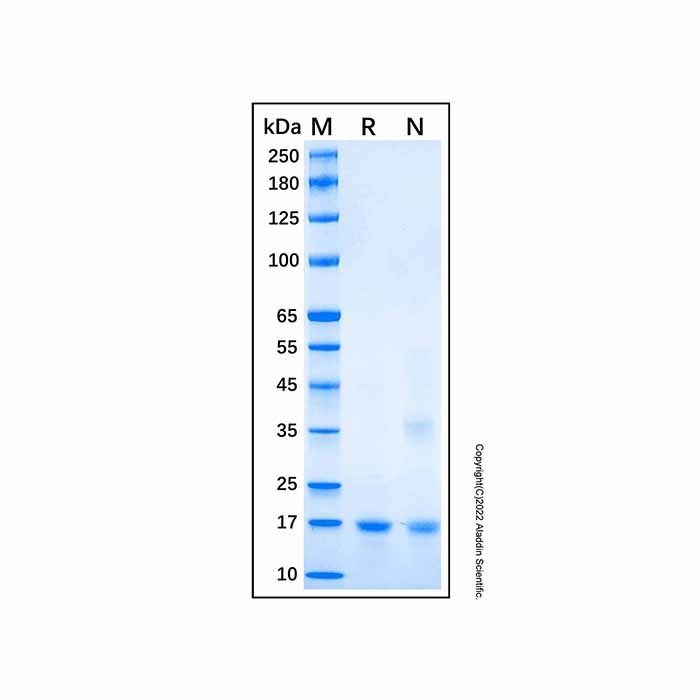 Recombinant Human Bax Protein -    by Aladdin Scientific
