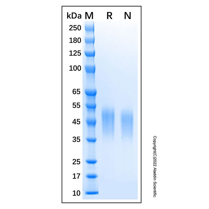 Recombinant Canine CD16 Protein -    by Aladdin Scientific