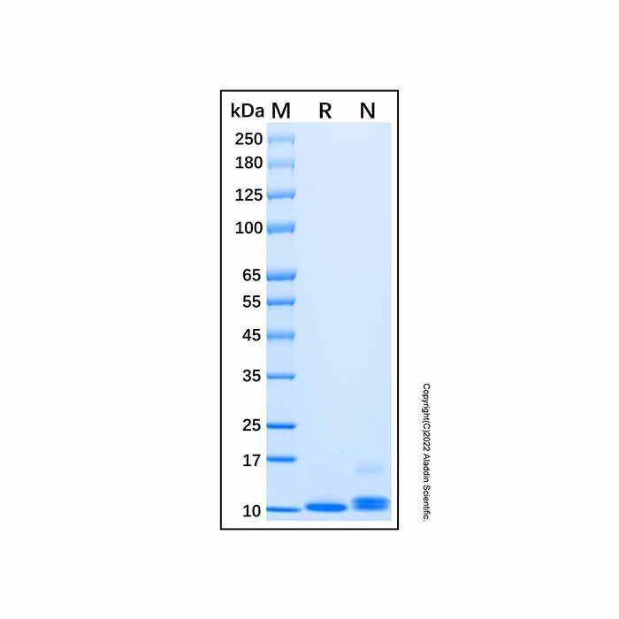 Recombinant Human CXCL2/GRO beta Protein -    by Aladdin Scientific