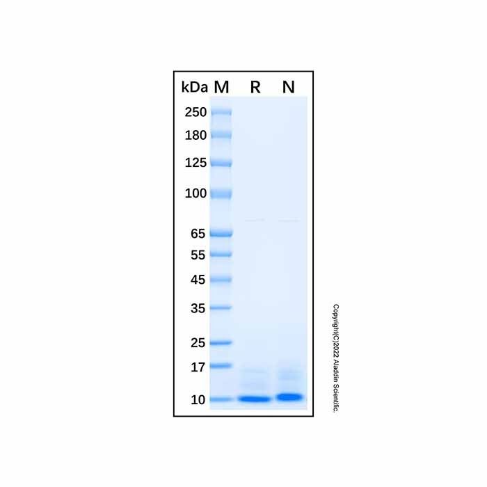 Recombinant Mouse CXCL2 Protein -    by Aladdin Scientific
