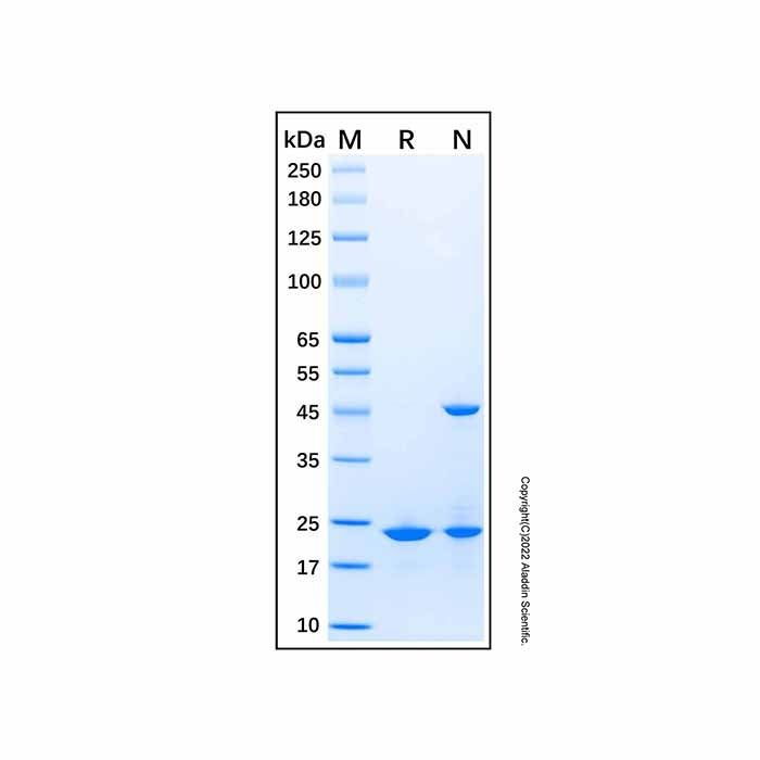 Recombinant Human Epimorphin/Syntaxin 2 Protein -    by Aladdin Scientific