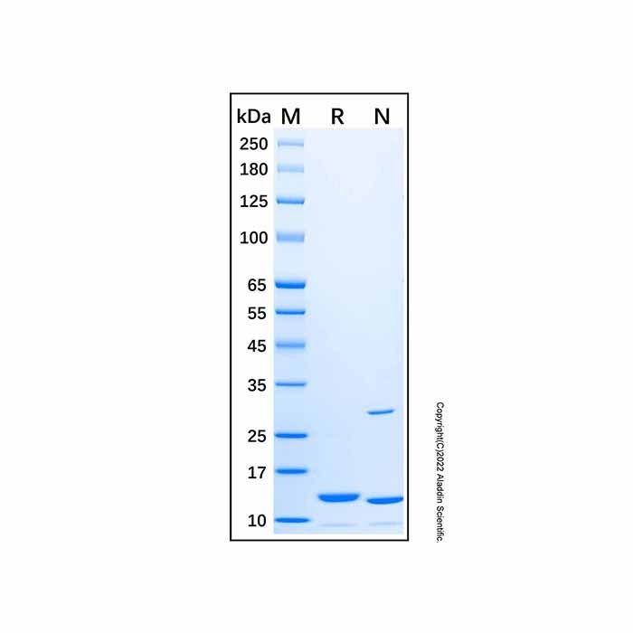 Recombinant Rat Leptin Protein -    by Aladdin Scientific