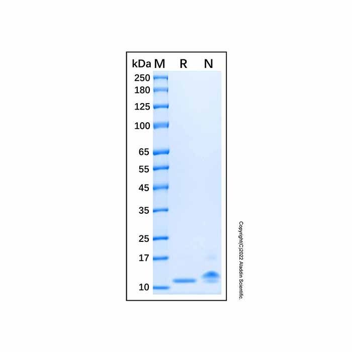 Recombinant Porcine IL-8/CXCL8 Protein -    by Aladdin Scientific