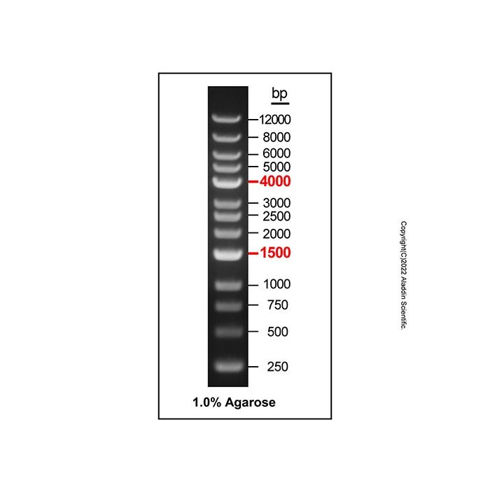 Gelred-prestained DNA Ladder (250-12000bp) - BioReagent, ready-to-use, suitable for electrophoresis, Suitable for molecular biology, for NA electrophoresis, 250-12000bp, 13 bands, 250bp/ 500bp/ 750bp/ 1000bp/ 1500bp/ 2000bp/ 2500bp/ 3000bp/ 4000bp/ 5000bp