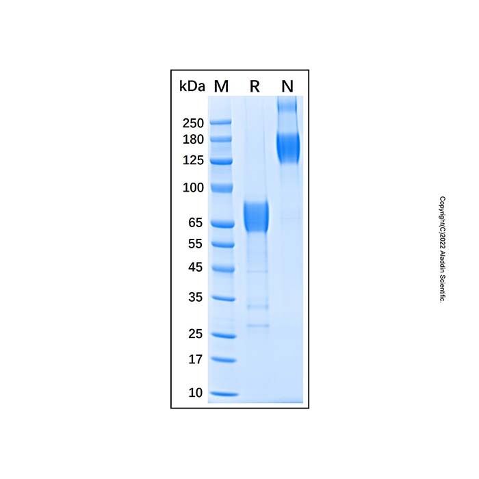 Recombinant Human 2B4/CD244/SLAMF4 Protein -    by Aladdin Scientific