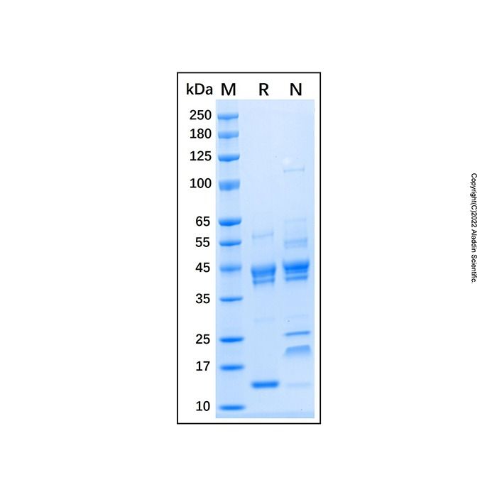 Recombinant Human Activin A Protein -    by Aladdin Scientific