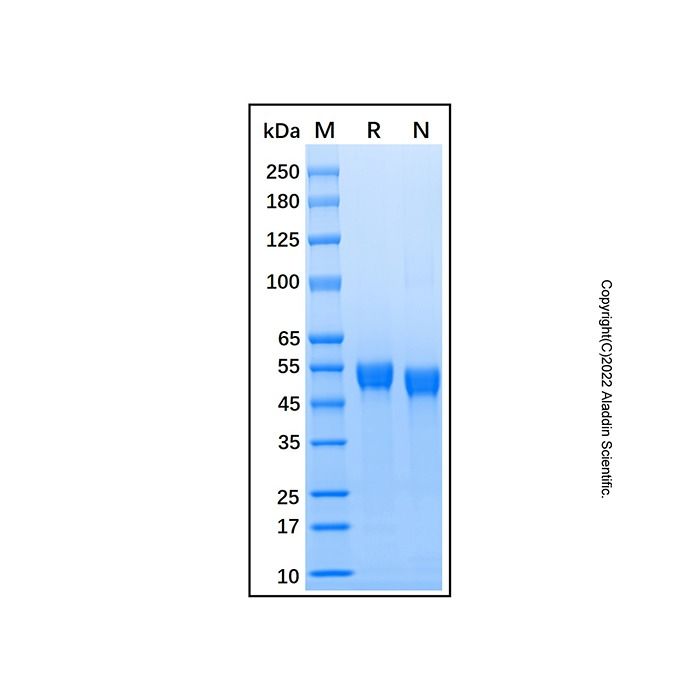 Recombinant Human Serpin C1/Antithrombin-III Protein -    by Aladdin Scientific