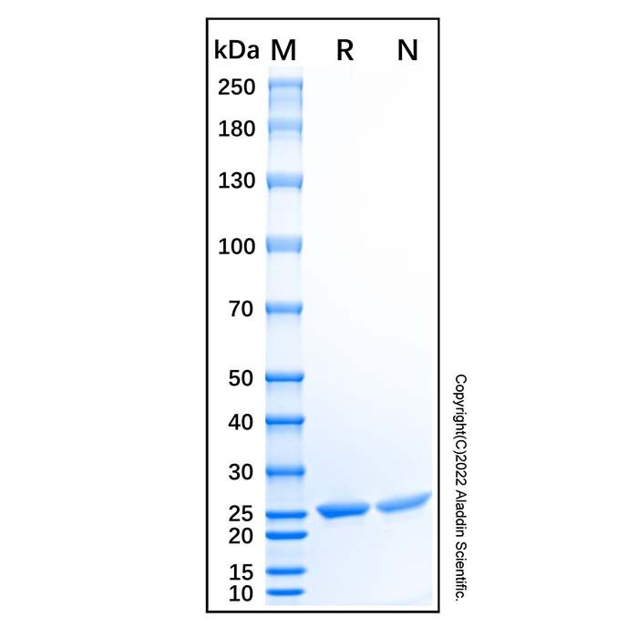 Recombinant Human Apolipoprotein A-I Protein -    by Aladdin Scientific