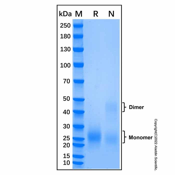 Recombinant Human BMPR-IA/ALK-3 Protein -    by Aladdin Scientific