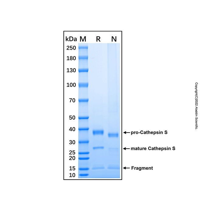 Recombinant Human Cathepsin S protein -    by Aladdin Scientific