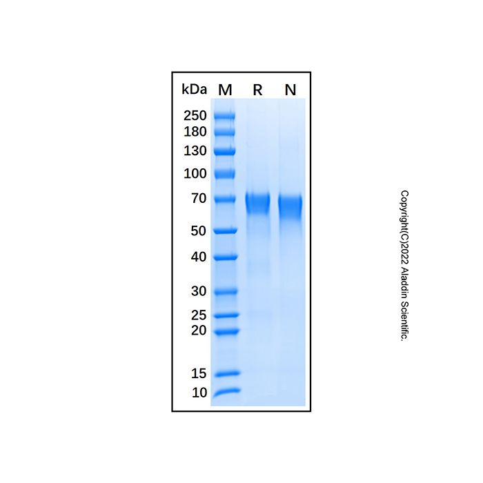 Recombinant Human CD229/SLAMF3 Protein -    by Aladdin Scientific