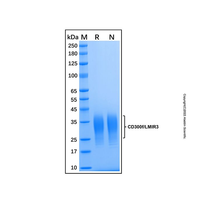 Recombinant Human CD300f/LMIR3 Protein -    by Aladdin Scientific