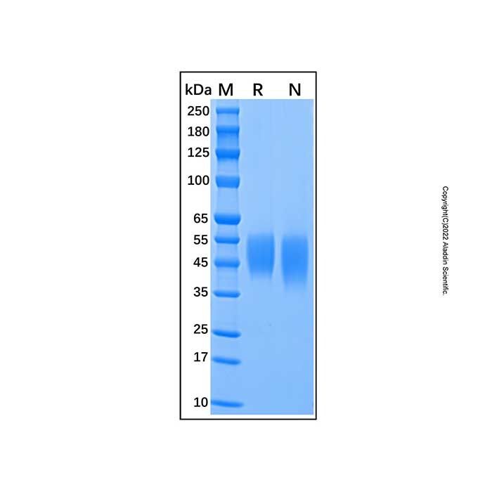 Recombinant Human B7-1/CD80 Protein -    by Aladdin Scientific
