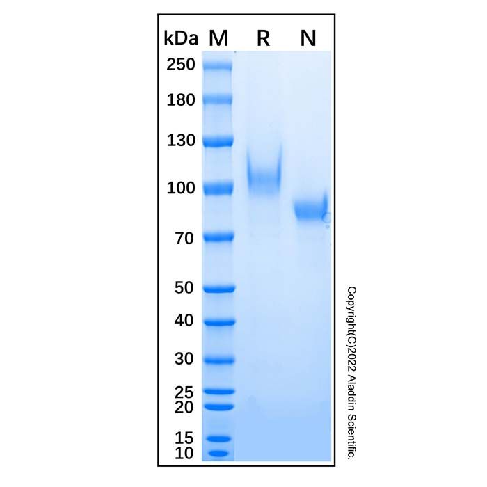 Recombinant Human C1qR1/CD93 Protein -    by Aladdin Scientific