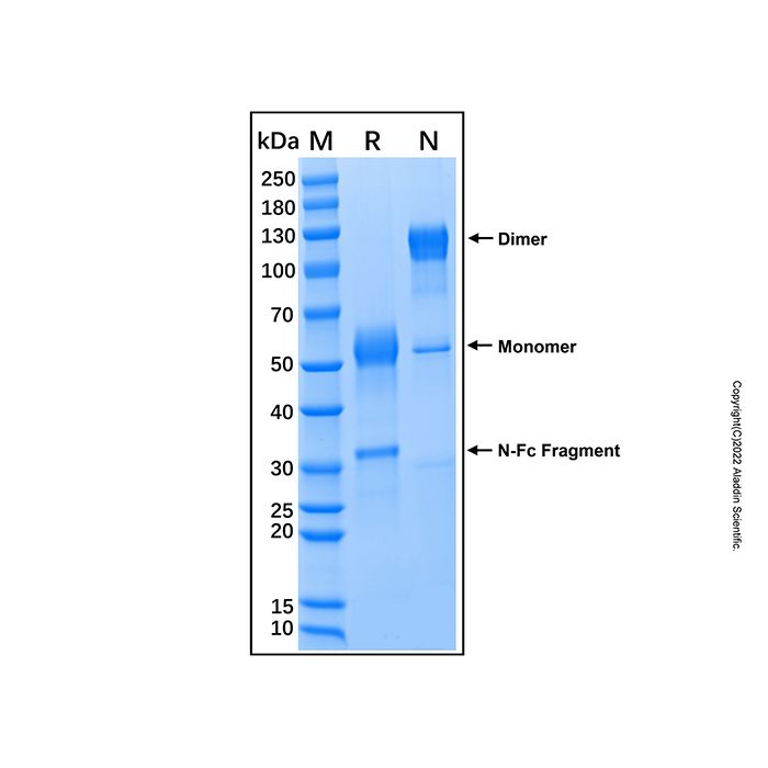 Recombinant Human CLEC9a Protein -    by Aladdin Scientific