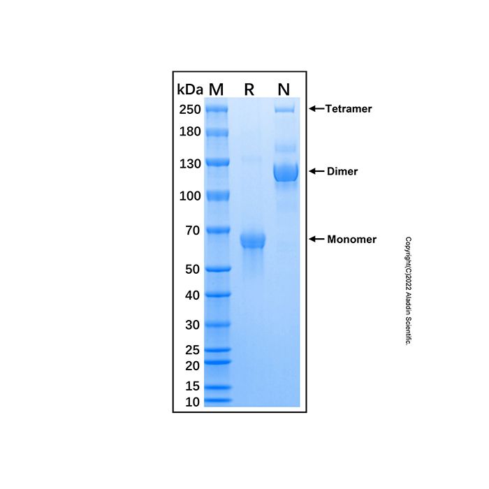 Recombinant Human DC-SIGNR/CD299 Protein -    by Aladdin Scientific