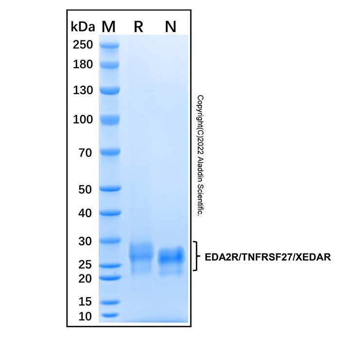 Recombinant Human EDA2R/TNFRSF27/XEDAR Protein -    by Aladdin Scientific