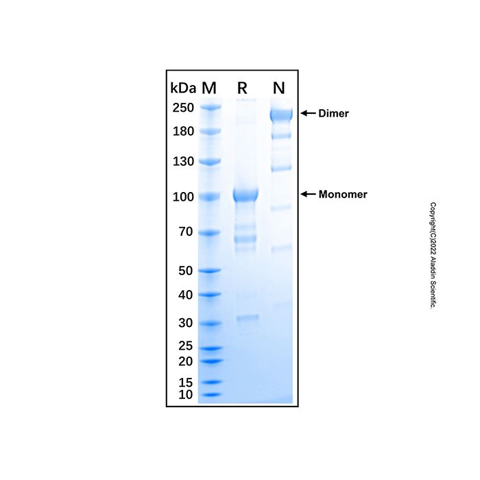 Recombinant Human EphA8 Protein -    by Aladdin Scientific