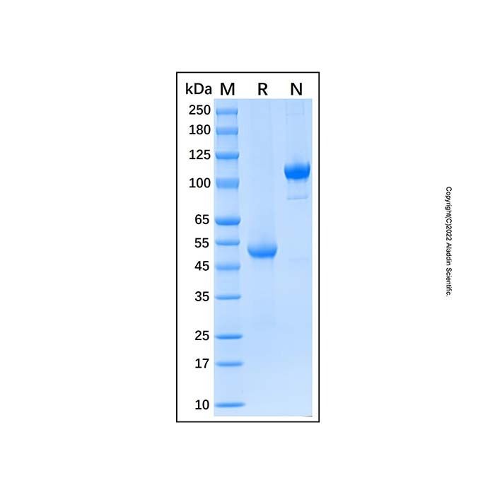 Recombinant Human Ephrin-A4 Protein -    by Aladdin Scientific