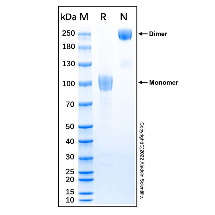 Recombinant Human Coagulation Factor IX Protein -    by Aladdin Scientific