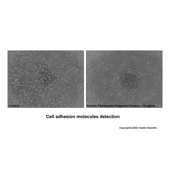 Recombinant Human Fibronectin Fragment Protein -   CAS No(86088-83-7) by Aladdin Scientific