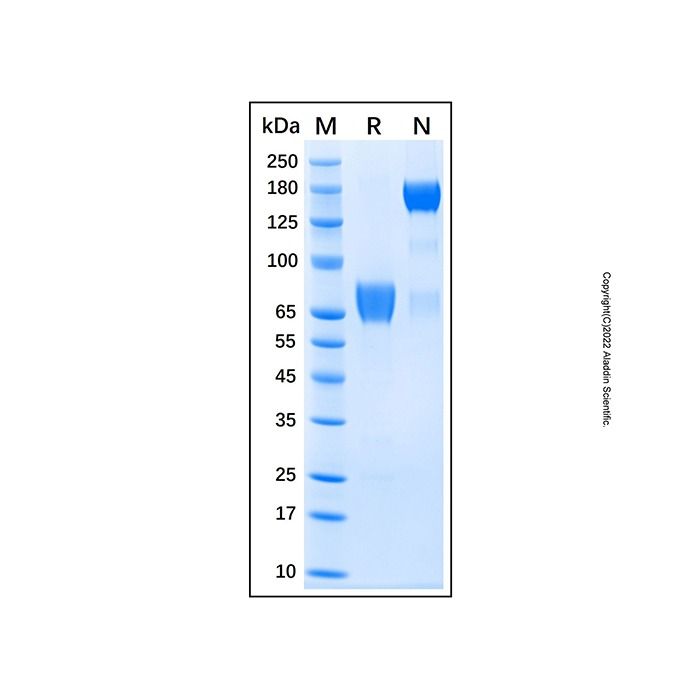 Recombinant Human IL-10 R alpha Protein -    by Aladdin Scientific