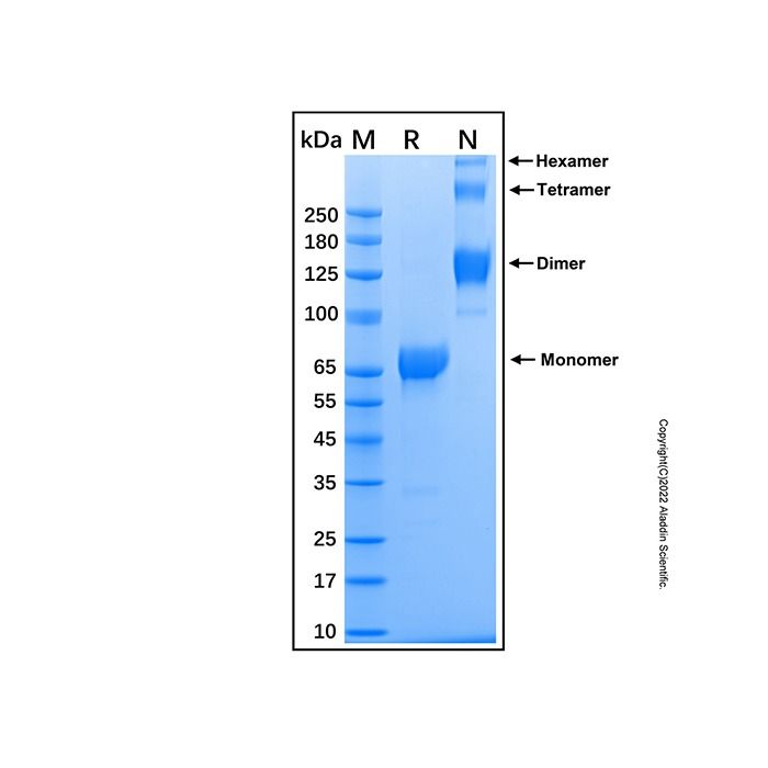 Recombinant Human IL-28 R alpha/IFN-lambda R1 Protein -    by Aladdin Scientific