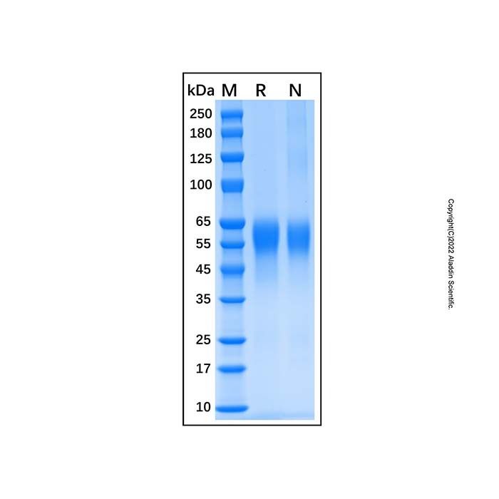 Recombinant Human IL-2RG/CD132 Protein -    by Aladdin Scientific