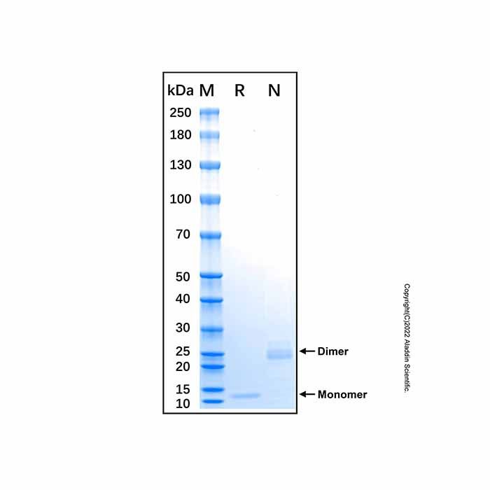 Recombinant Human IL-32 alpha Protein -    by Aladdin Scientific