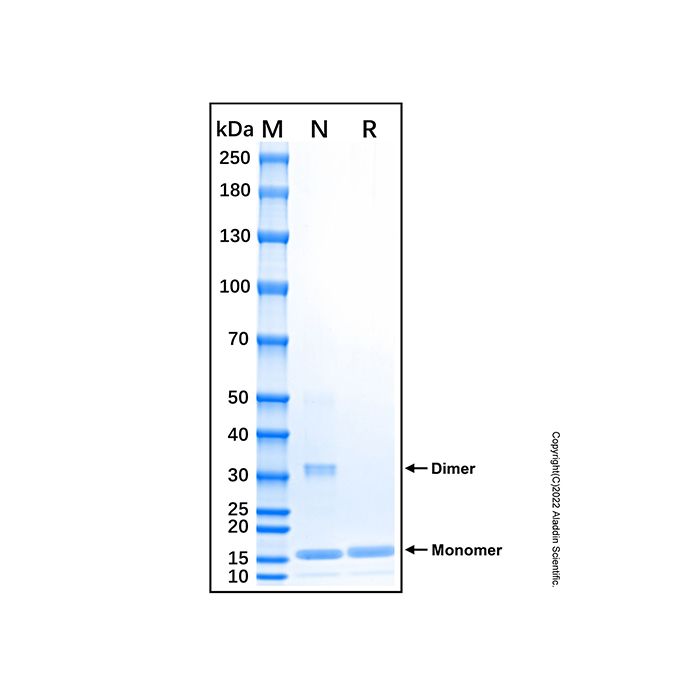 Recombinant Human IL-36 gamma/IL-1F9 Protein -    by Aladdin Scientific